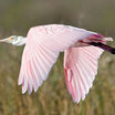 Roseate Spoonbill